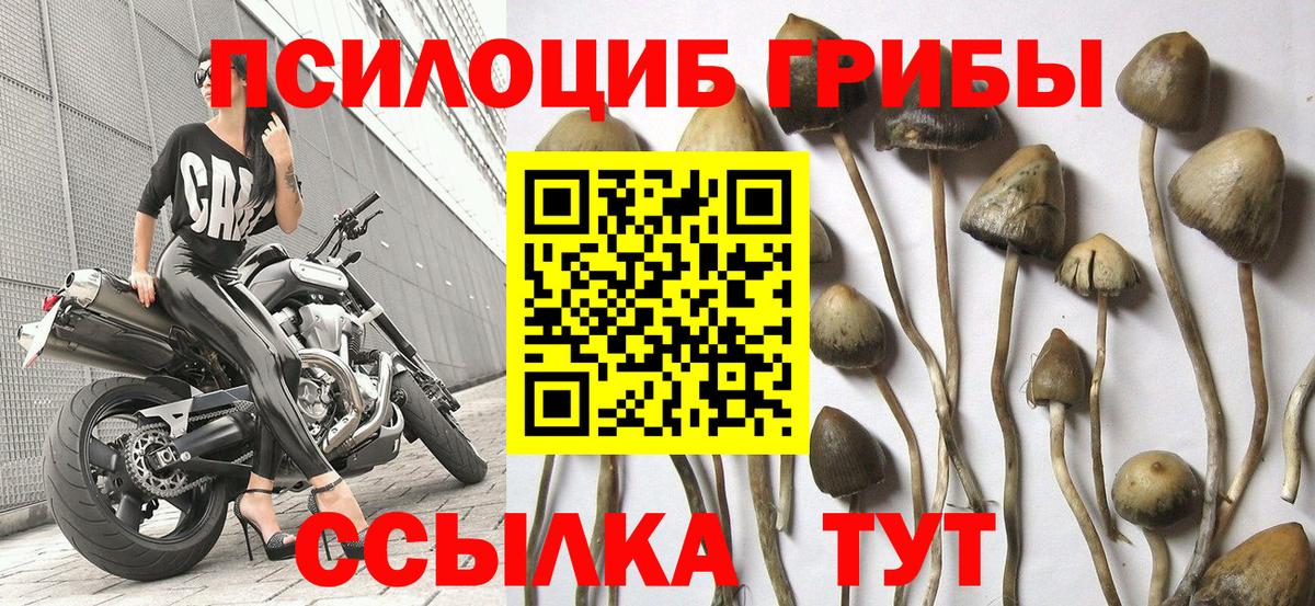 Псилоцибиновые грибы Cubensis Кингисепп